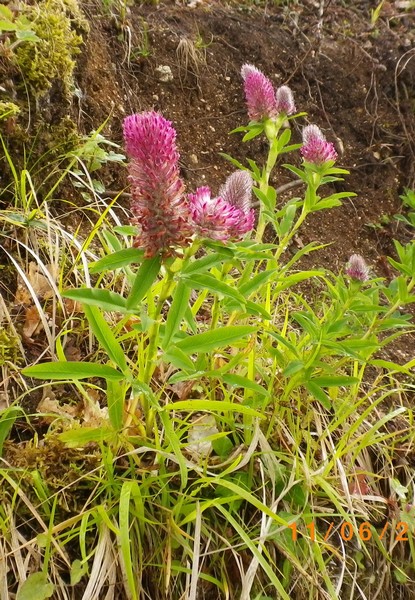 Trifolium rubens / Trifoglio rosseggiante